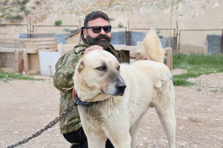 Uzmanından sürü köpekleri için kene uyarısı