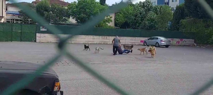 Sokak ortasında 10 köpeğin saldırısına uğradı