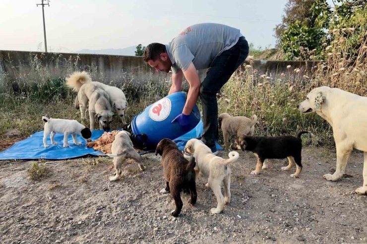 Efeler Belediyesi, sokak hayvanları için çalışmalarını sürdürüyor