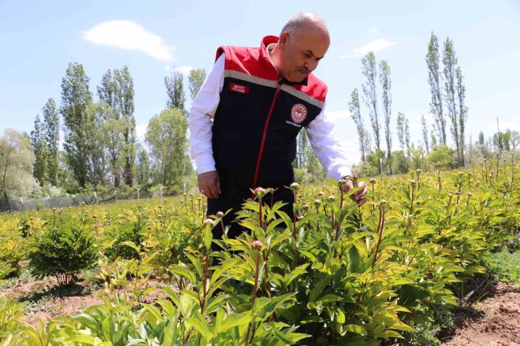 Sivas’ta Şakayık çiçeği hasadı başladı