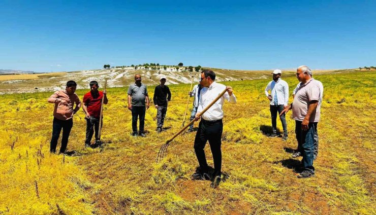 Kaymakam Partal, mercimek hasadına katıldı