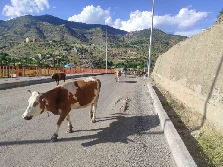 Batman’da başıboş inekler, sürücülere zor anlar yaşatıyor