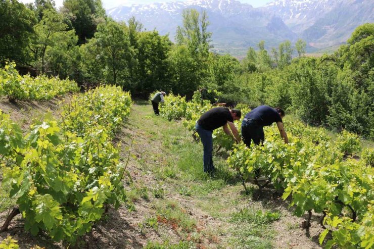 Erzincan’da bağlarda kontroller sürüyor