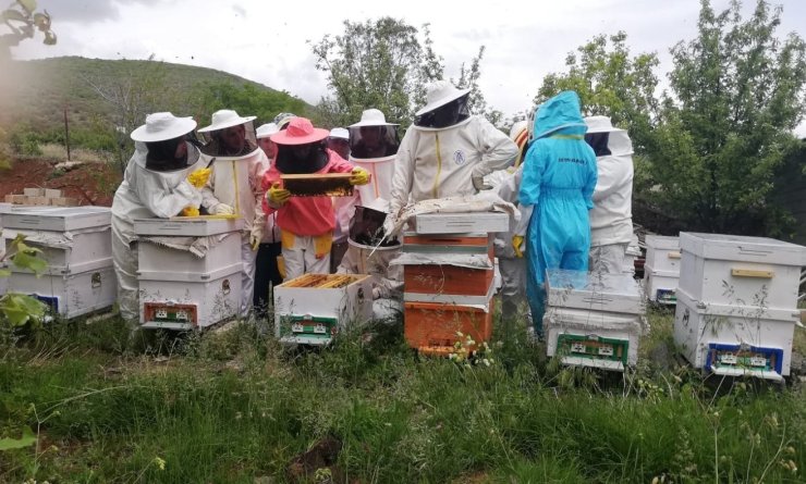 Erzincan’da kadınlar arı sütü üretecek