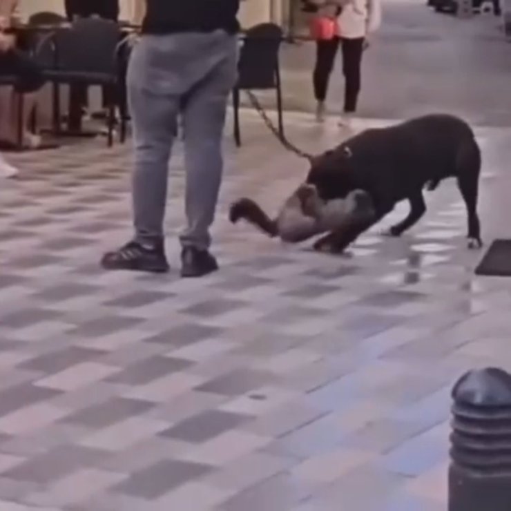 İzmir’de yasaklı ırk köpek kediyi nefessiz bıraktı, sahibi gözaltına alındı