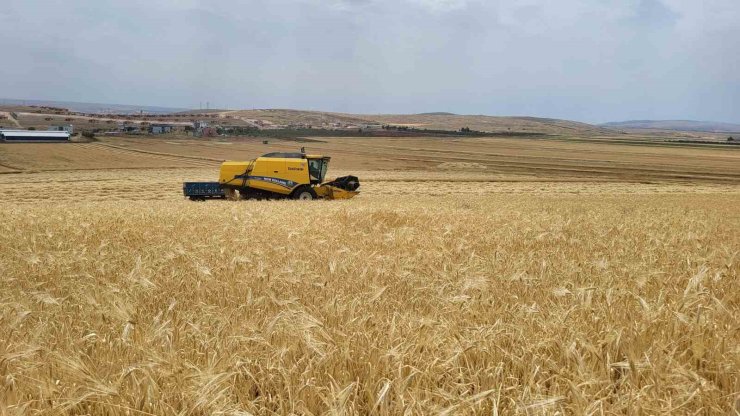 Biçerdöverlerin arpa tarlalarına girdiği Adıyaman’da hasat başladı