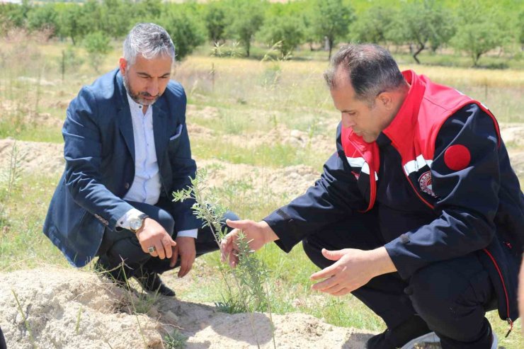 Elazığ’da dikimi yapılan ‘Amerikan Tuz Çalısı’ başarılı oldu