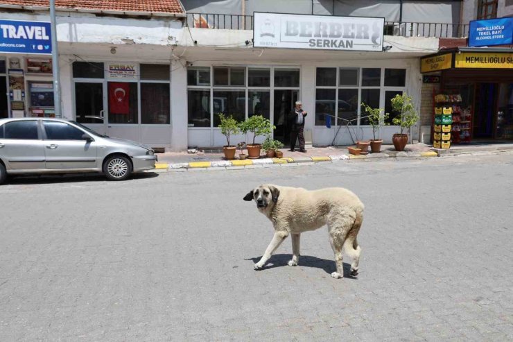 Kapadokya’da sokak köpekleri turizmi de etkiliyor