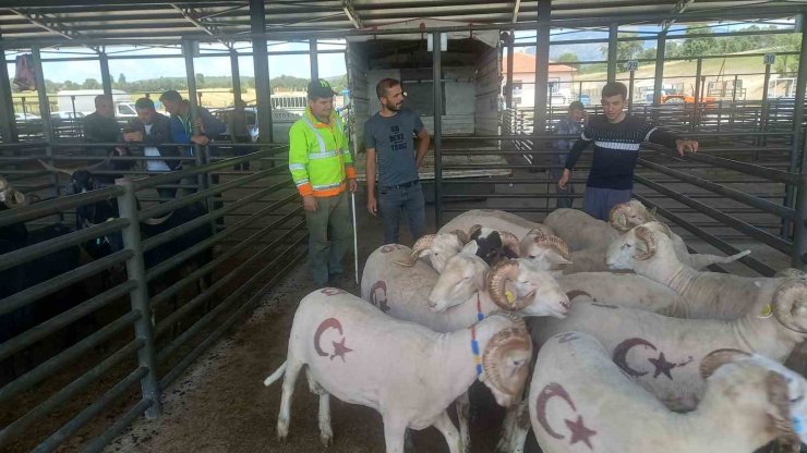 Gediz’de kurbanlık satışları başladı