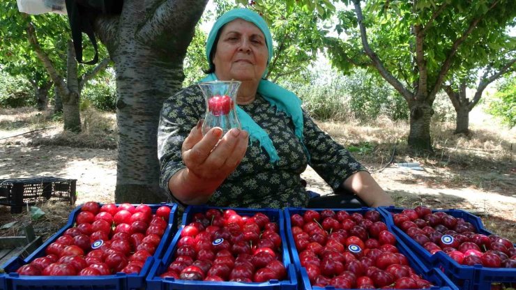 Çay bardağına sığmayan Lapseki kirazının hasadına başlandı