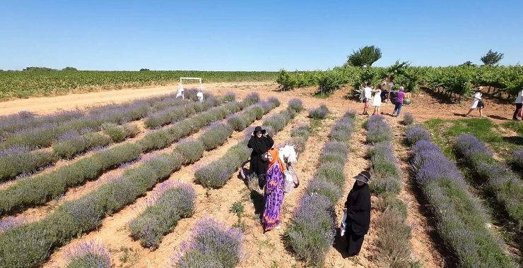 Kırklareli’nde mor turizme ilgi yoğun