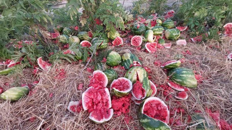 Samsun’da yol kenarına atılan karpuzlar dikkat çekti