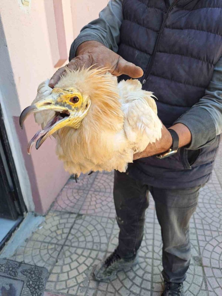 Halsiz halde bulunan ‘Küçük Akbaba’ tedavi altına alındı