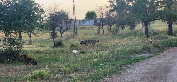 Akyurt’ta başıboş köpekler 4 koyunu telef etti