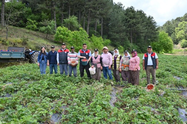 Denizli çilek üretiminde önemli bir konuma ulaştı