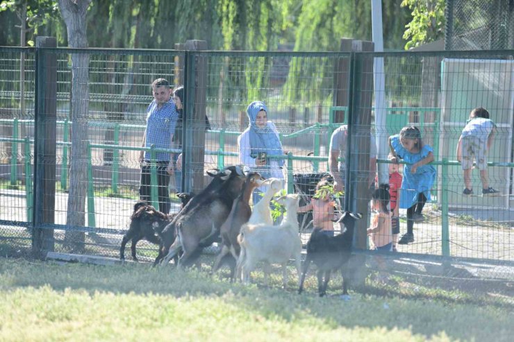 Büyükşehir Hayvanat Bahçesi’nin misafirlerine bayramda ziyaretçi akını