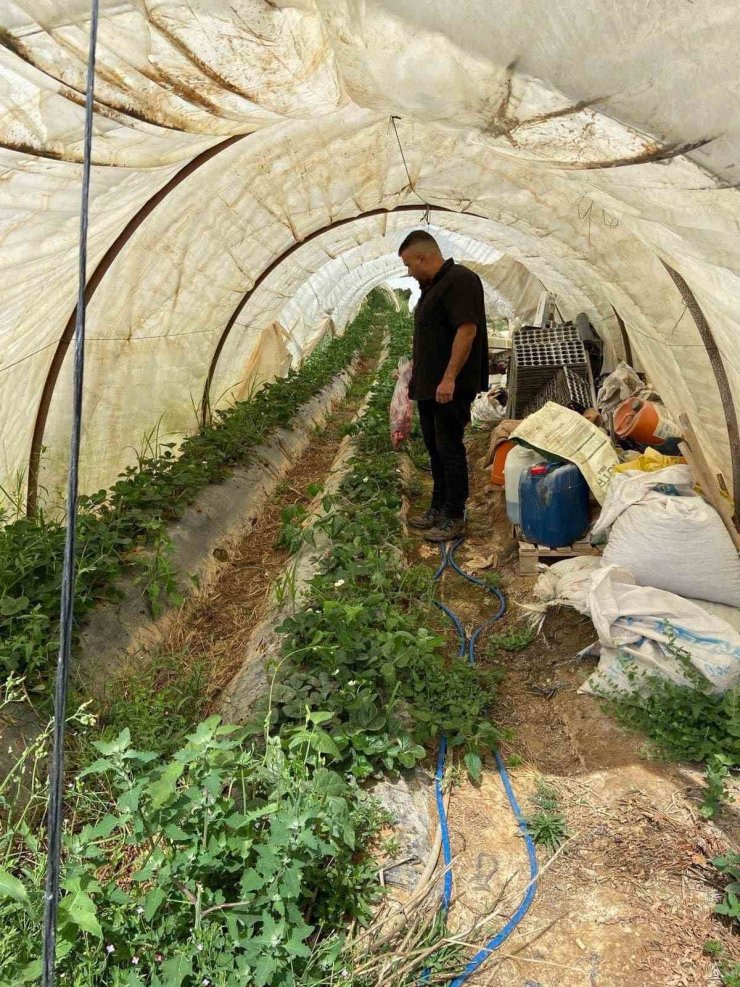 Gazipaşa’da arazilerde hastalık ve zararlı kontrolü yapıldı