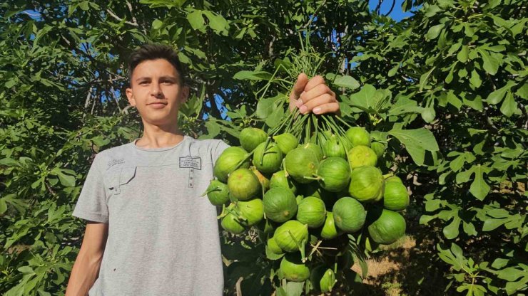 Aydın incirinde ’ilekleme’ aralıksız sürüyor