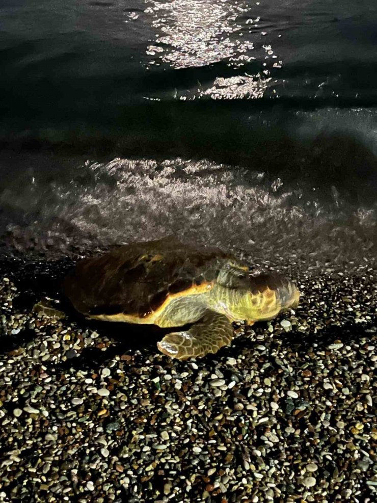 Konyaaltı sahilinde caretta caretta şaşkınlığı