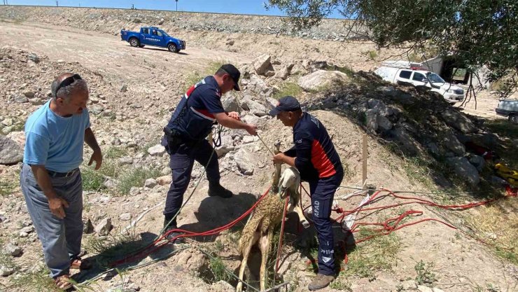 Yolcunun çay molası kuyuya düşen koyunu kurtardı