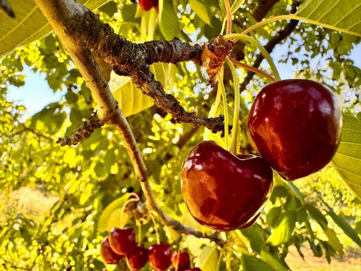 Afyonkarahisar’da bu yıl kirazda istenilen rekolte yakalanamadı