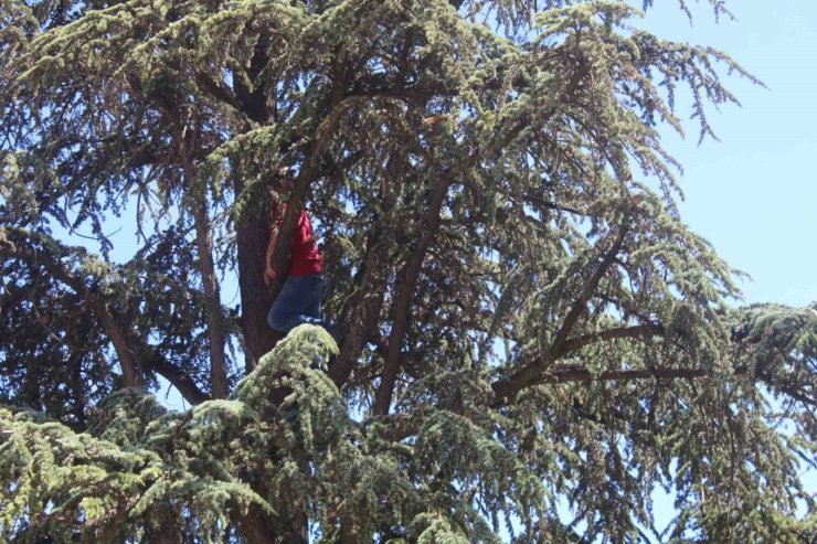 Ağacın tepesine tırmandı, ’Belediye başkanı beni dinlemedi’ diyerek intihara kalkıştı