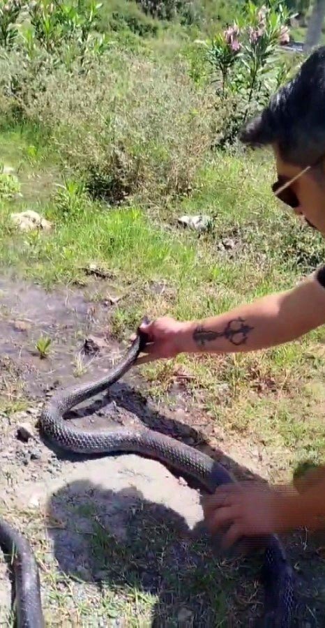 Yılancı Kemal’in yakaladığı yılana nasihat verdiği anlar tebessüm ettirdi