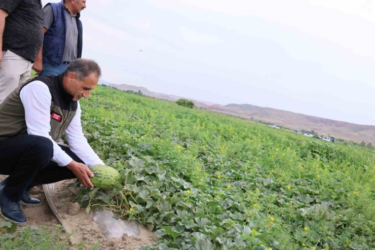 Kars’ın kavun ve karpuz ihtiyacı Digor’dan karşılanacak