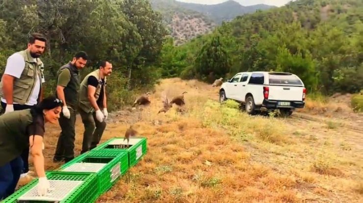 Sinop’ta 300 kınalı keklik doğaya salındı