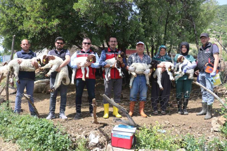 Gaziantep’teki depremzede besiciler devlet desteğiyle üretime devam ediyor