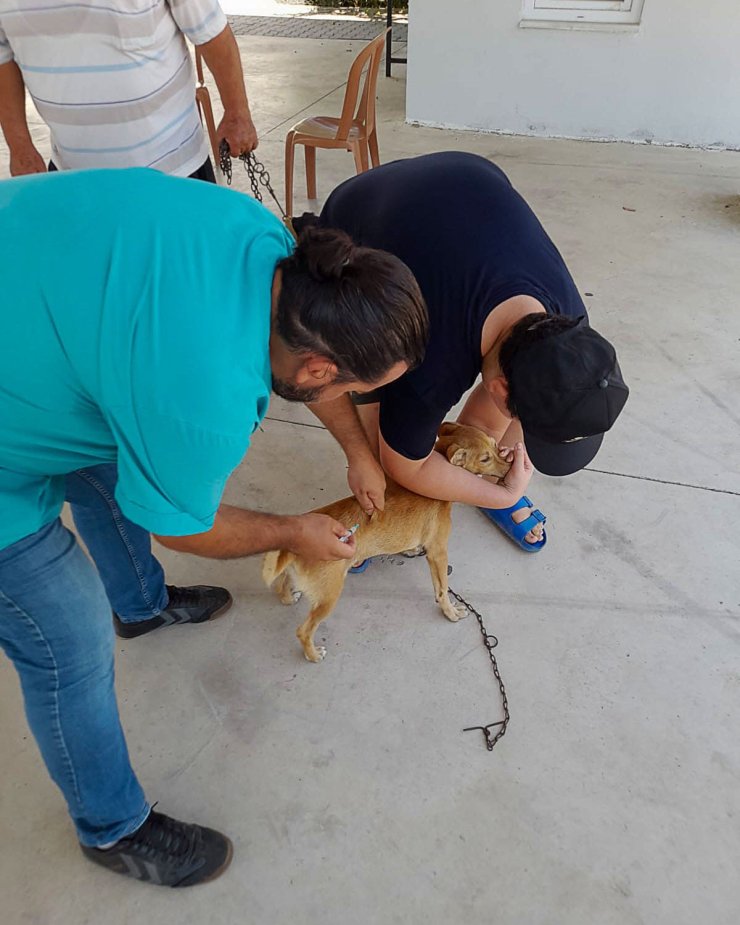 Ortaca’da kedi ve köpeklere kuduz aşısı yapıldı