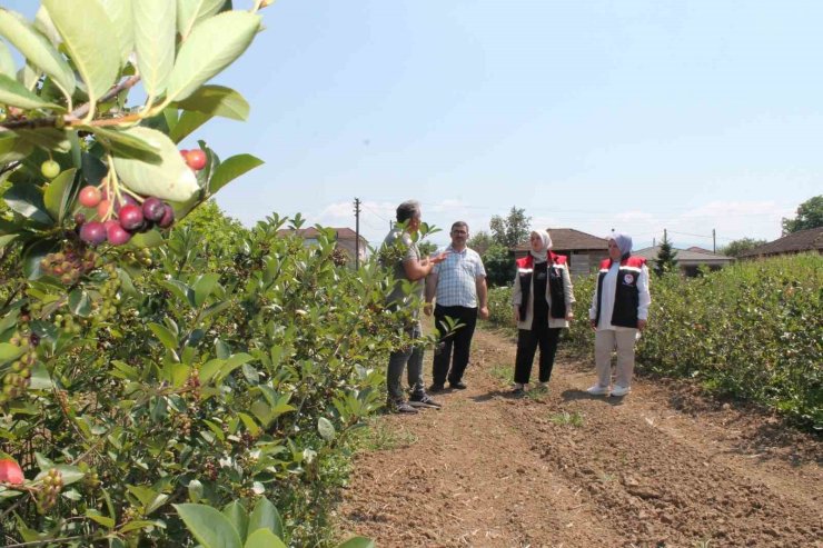 Düzce’de üretimi her geçen yıl artıyor