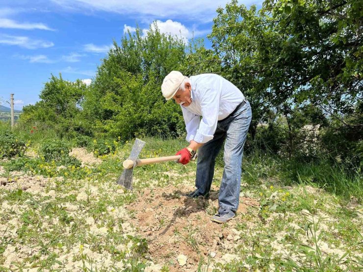 80 yaşında tarlada gençlere taş çıkartıyor: "Çalışmadan duramıyorum"