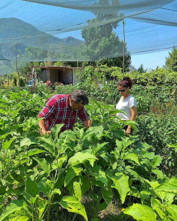 Ortaca, zencefil ve zerdeçal üretim merkezi olma yolunda ilerliyor