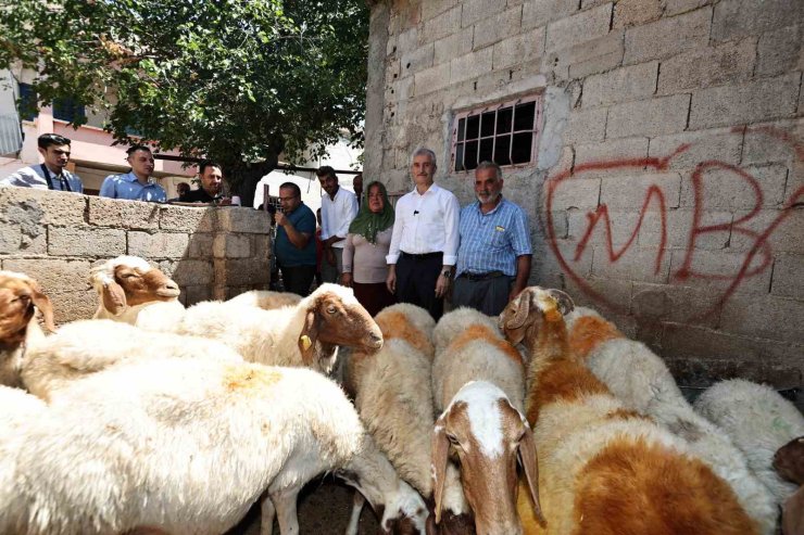 Belediyeden aldığı 16 koyunu 130’a çıkardı