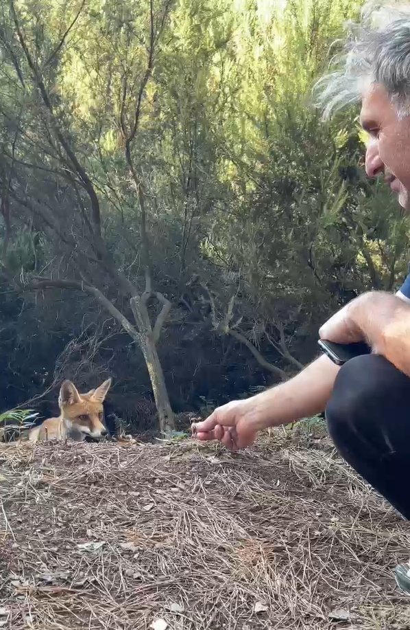 Yalova’da bir vatandaş aç tilkiyi elleriyle besledi