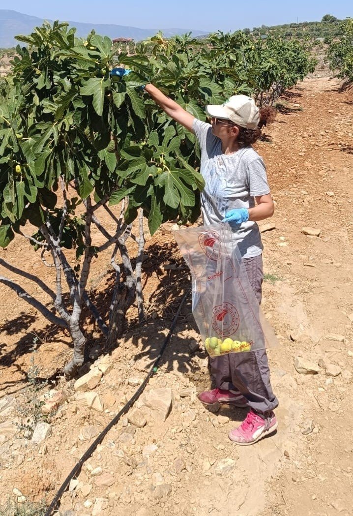 Bozdoğan’da incir üreticilerine hasat öncesi pestisit denetimi