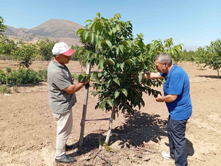 Erzincan’da ceviz yetiştiriciliği artıyor