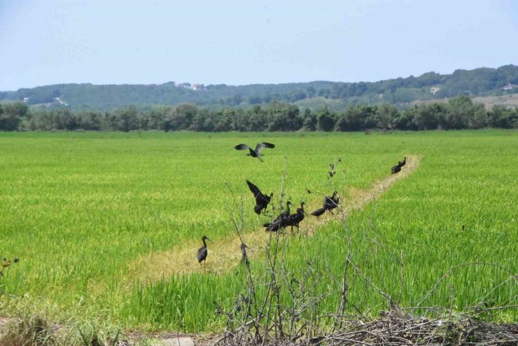 Sinop’ta nesli tükenmekte olan çeltikçi kuşlar görüntülendi