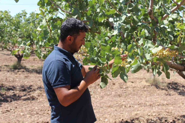 Siirt’te iklim değişikliği sebebiyle fıstık rekoltesinde düşüş bekleniyor