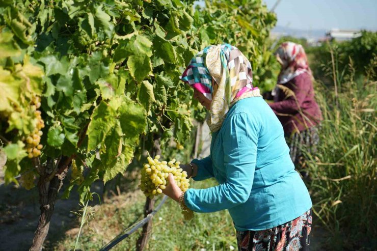 Erken hasat kuru üzümde kilogram kaybına neden oluyor