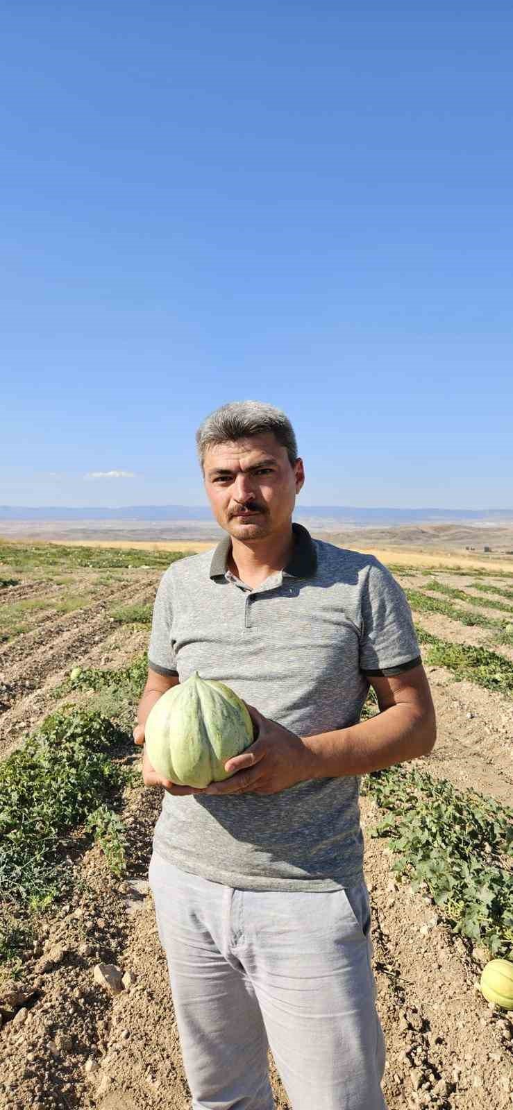 Beylikova’nın ünlü Halilbağı Mühürlü Kavunu üreticinin yüzünü güldürdü