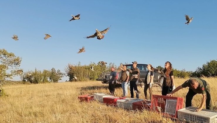 Kırklareli’nde keklikler doğaya salındı