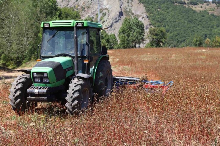 Ordu’da buğday hasadı