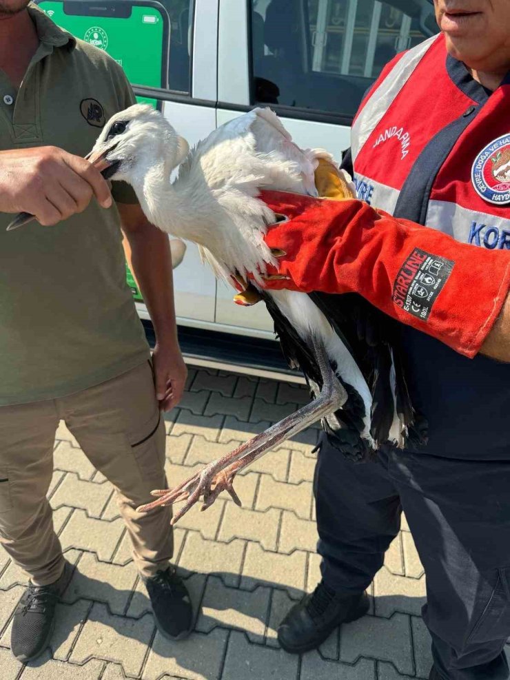 Osmaniye’de cami minaresinde mahsur kalan yaralı leylek kurtarıldı