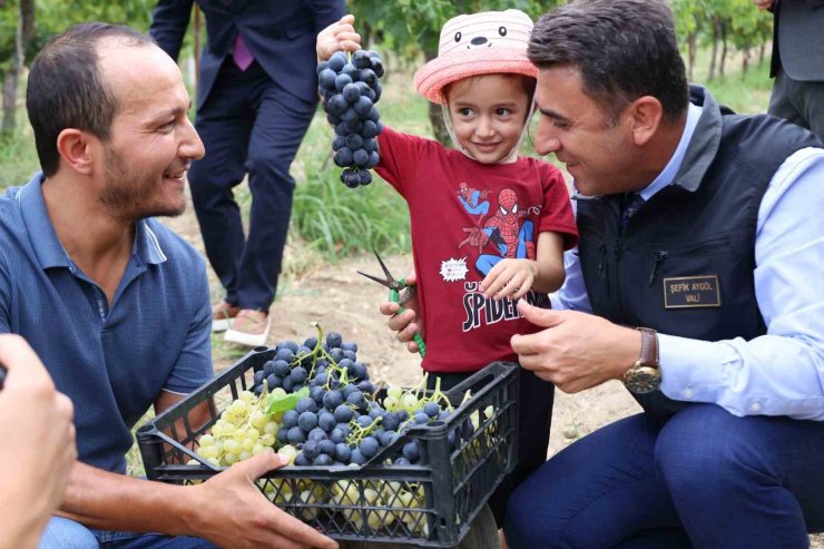 Bilecik’te üzüm hasadı başladı