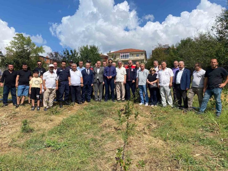 Çaycuma kaymakamı Aronya meyvesi ilk hasadını yaptı