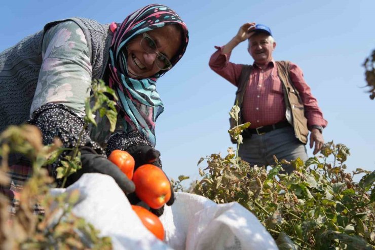 Domates tarlada kalmayacak, Bakanlıktan salça fabrikalarına destek geldi