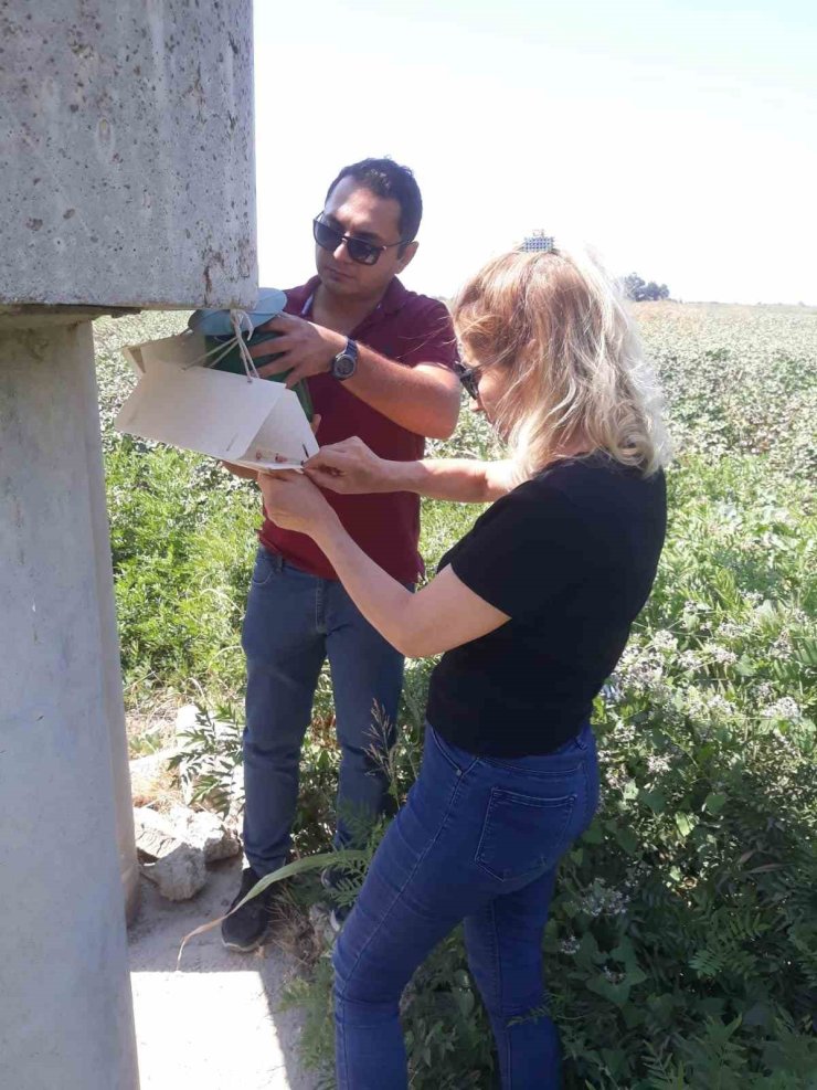 Söke’de zeytin sineği ve yeşil kurt kontrolleri yapıldı