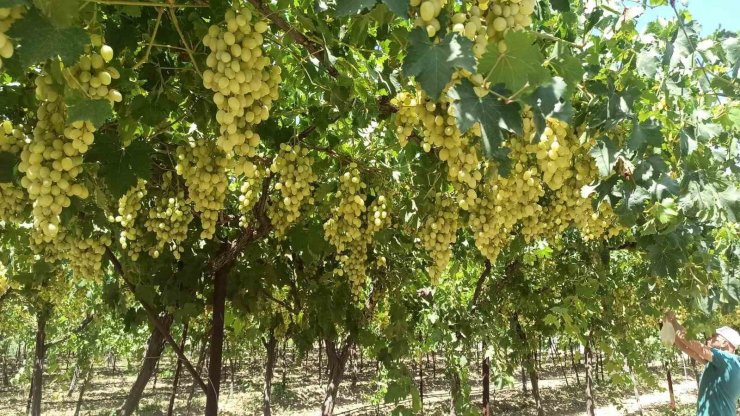 Manisa’da Mevlana Üzümü dalında 25 TL’den satılıyor